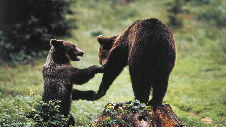 orso bruno marsicano, orso 2x50