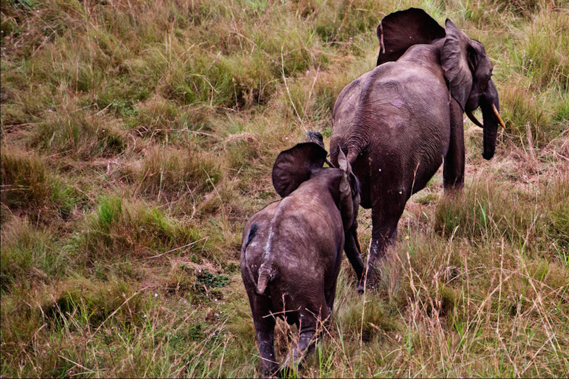 2 elephants-running