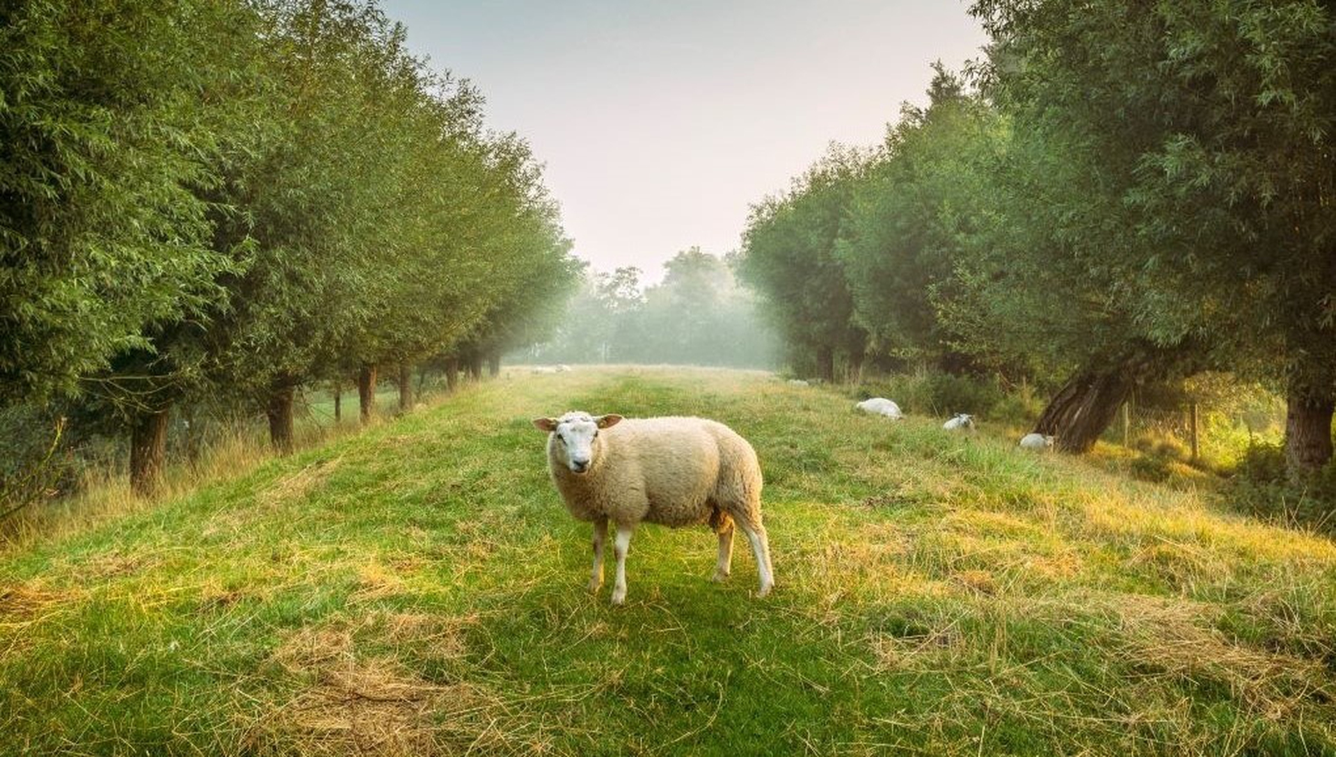 A sheep in an orchard