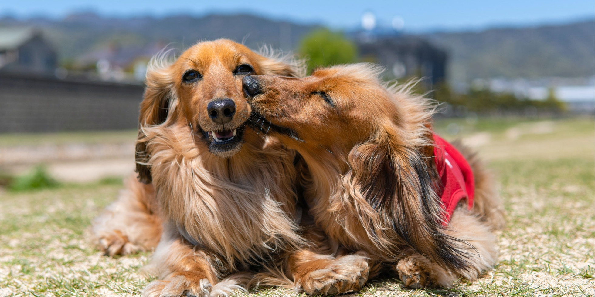 Il cane innamorato, come affrontare gli innamoramenti di Fido - LifeGate