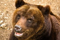 Cosa è successo all’orso bruno marsicano in Abruzzo