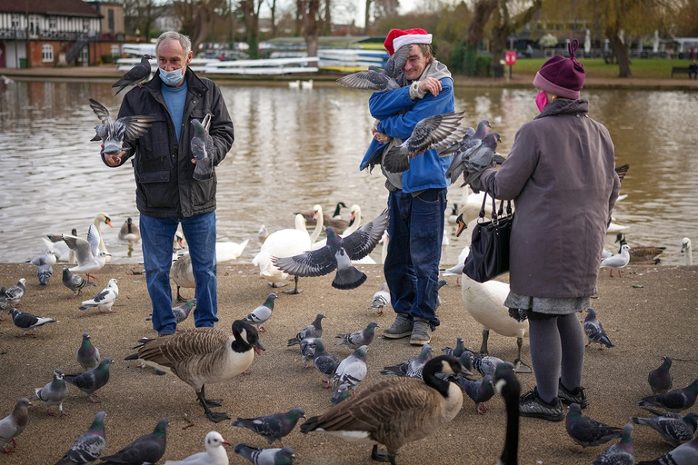 alcune persone giocano con i piccioni nel Regno Unito