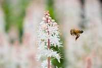 Minnesota, fondi per chi realizza giardini a misura di ape