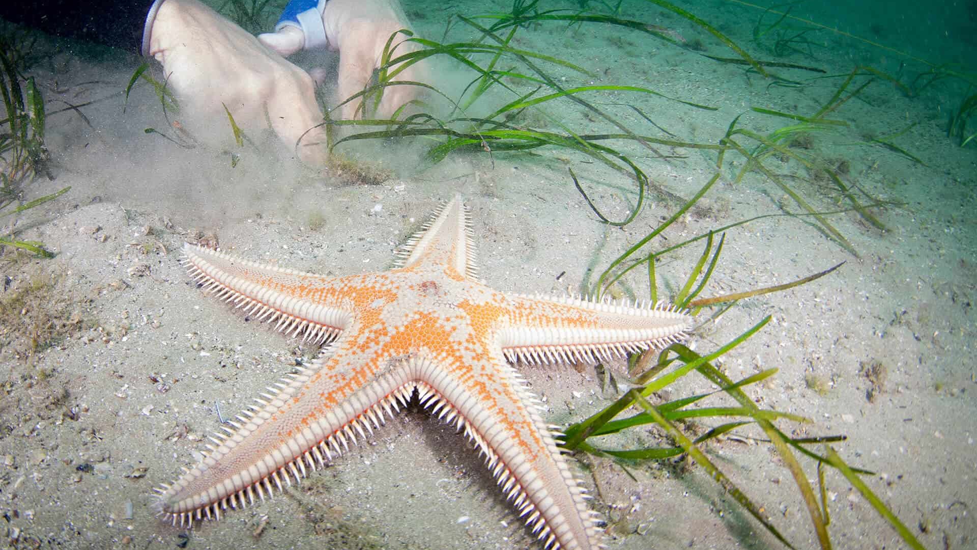 Trapianto di Cymodocea nodosa