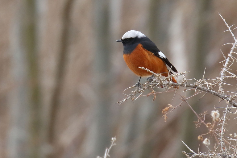 codirosso di Guldenstadt, specie di uccelli in via di estinzione