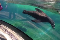L’umanità di questa foca che non dovrebbe stare in un acquario