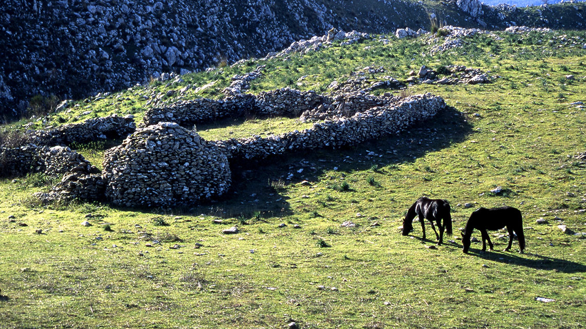 Cavalli-san-fratello