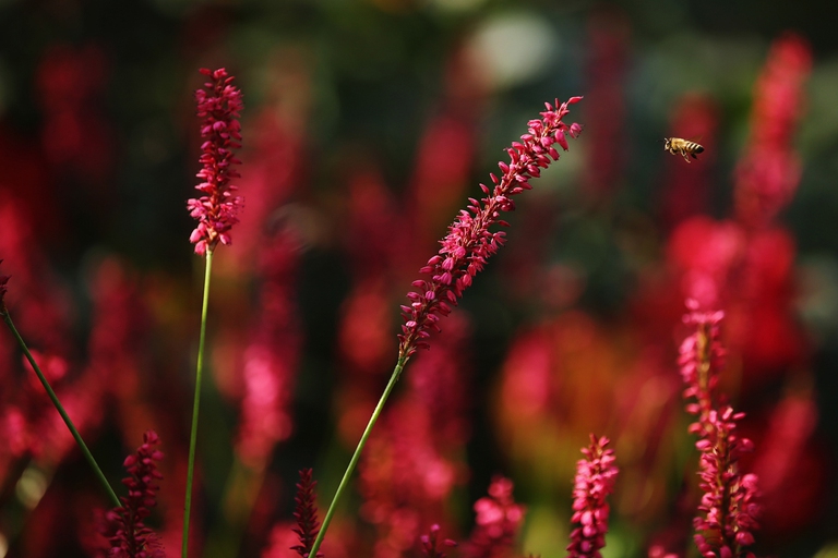 Impollinazione a Régent's Park, Londra, 2014 © Dan Kitwood/Getty Images