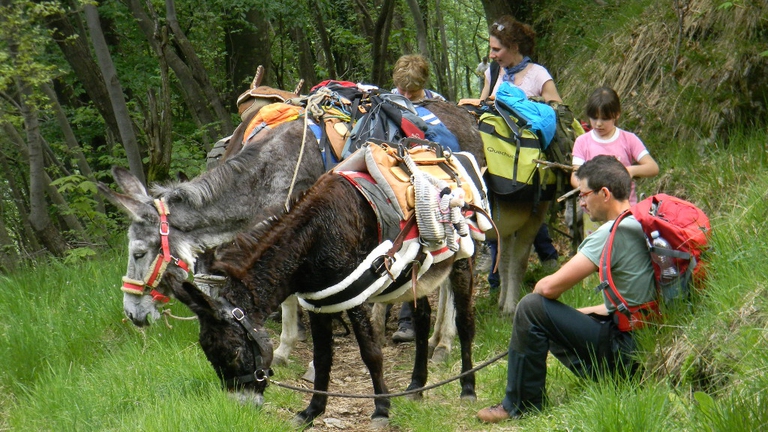 Asini sui Colli Berici