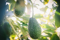 Sembra tropicale ma è siciliano (e sostenibile)