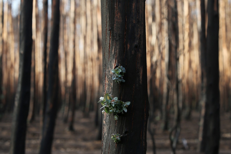Segnali di ripresa degli alberi dell'Isola dei canguri, Australia