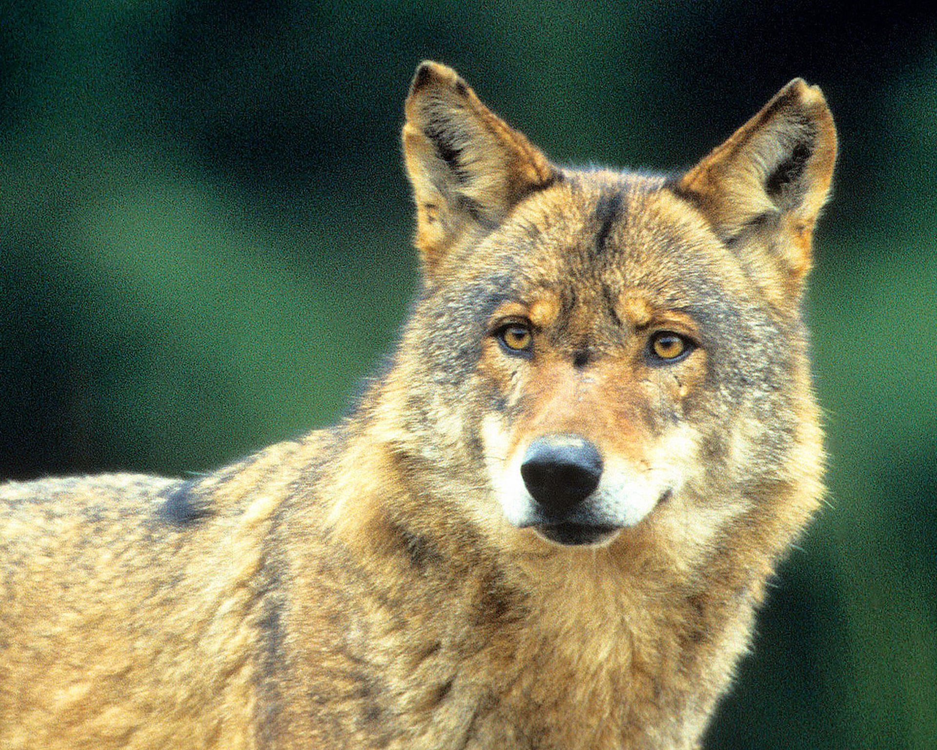 Lupi in Italia LifeGate