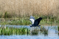 Come sta la natura in Europa? Lo svela un nuovo rapporto della Commissione europea