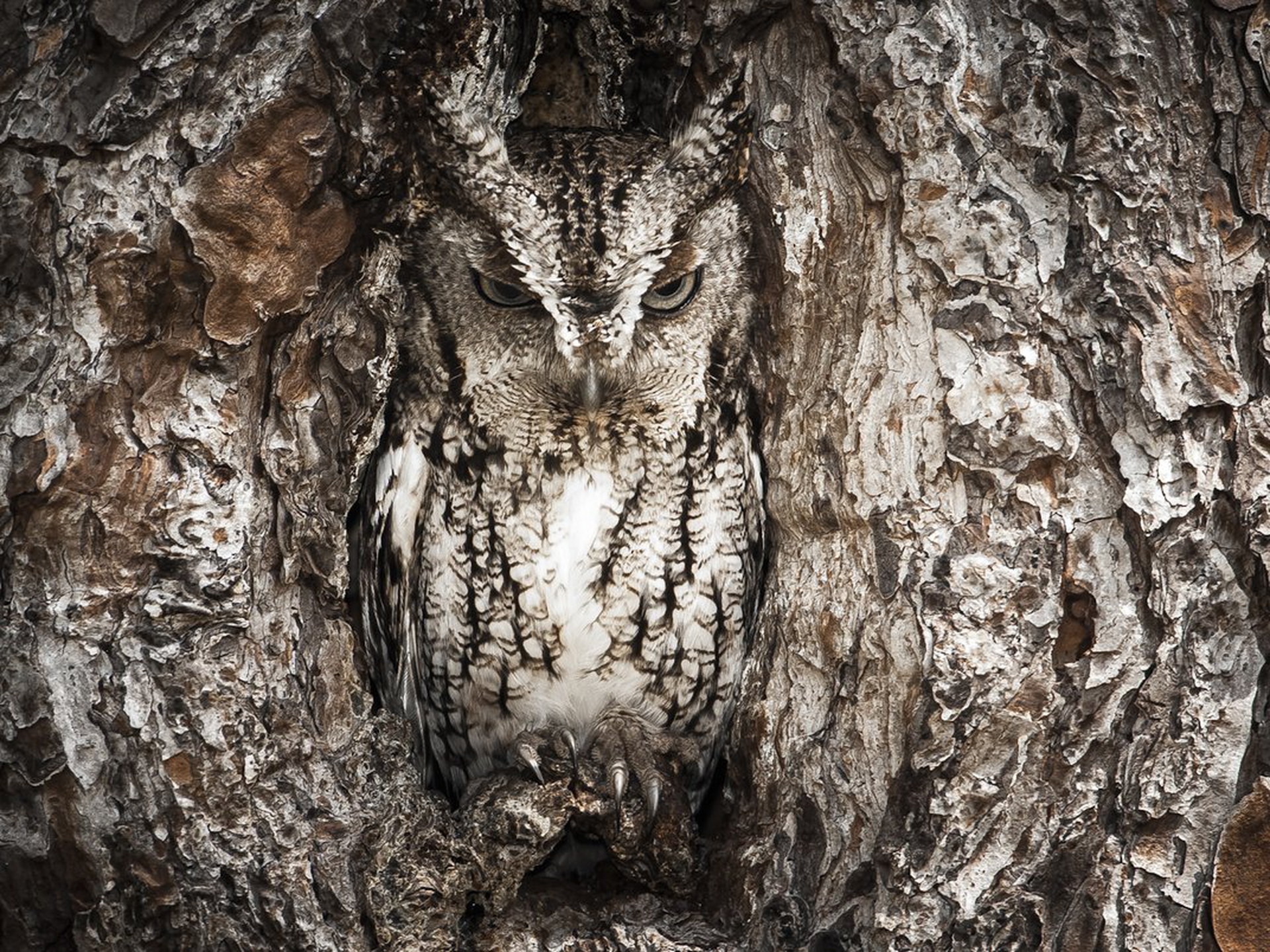 Le 10 foto di natura più belle dell'anno per lo Smithsonian