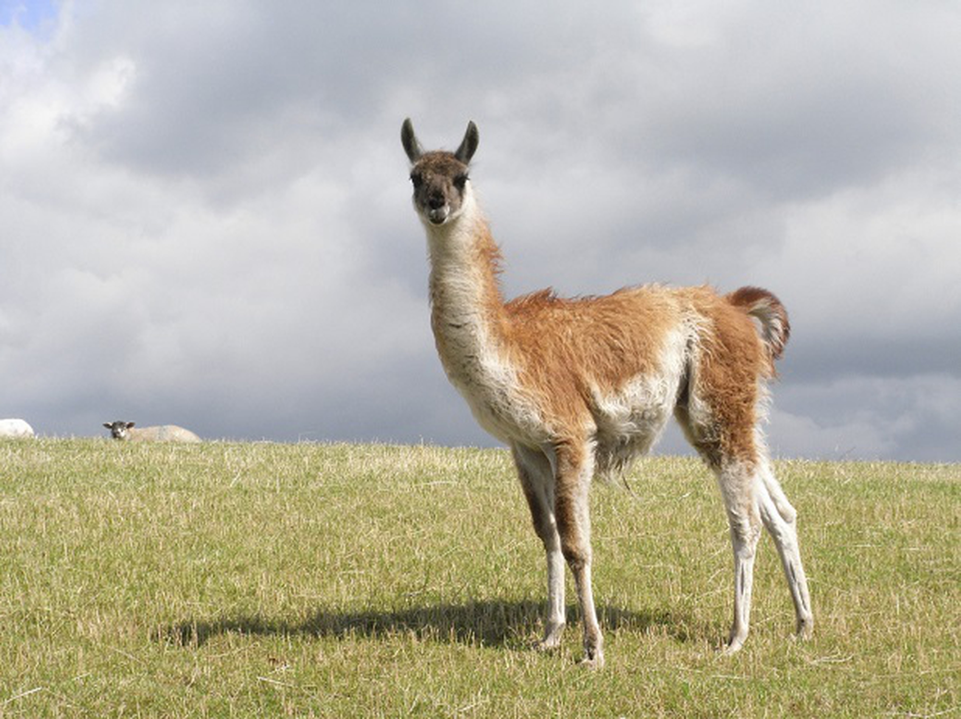 guanaco