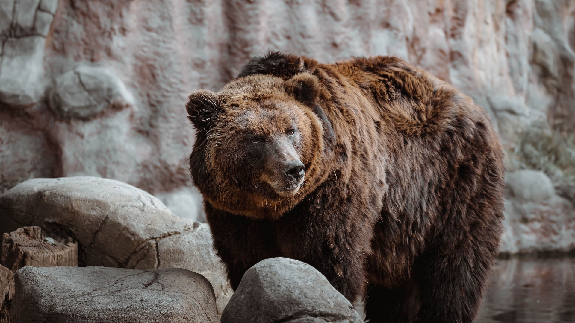  L'orso tranquillizzante Pisolone