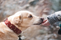 Bonus animali domestici 2024, chi può usufruirne e come