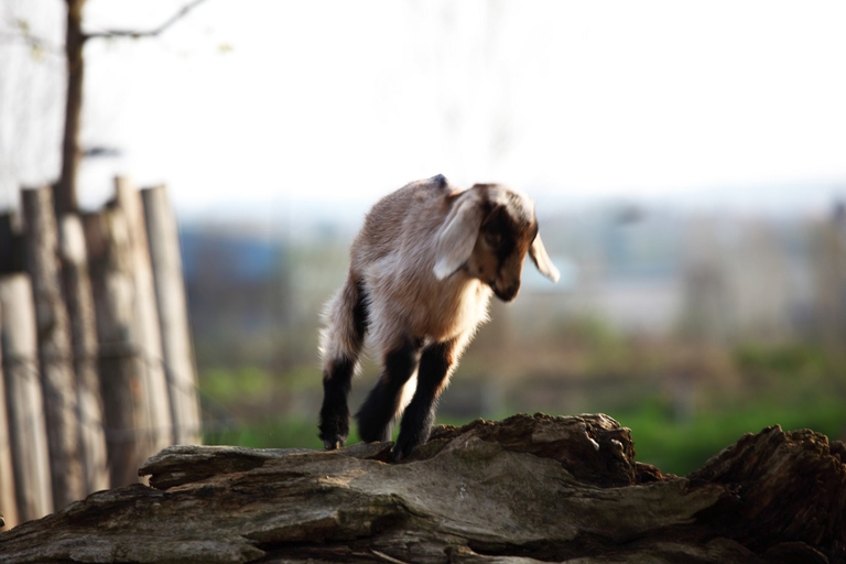 Capretta che salta
