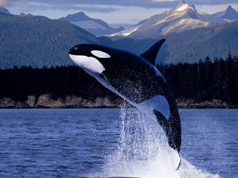 orca