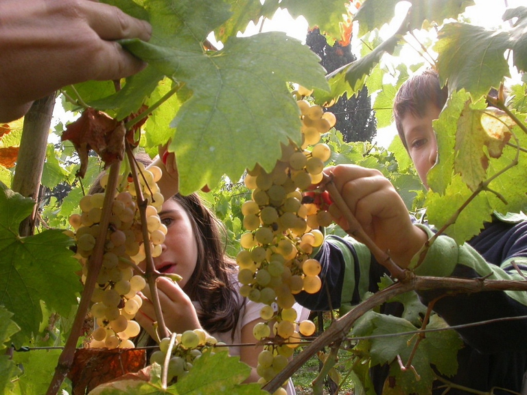 vendemmia a Villa Ghigi