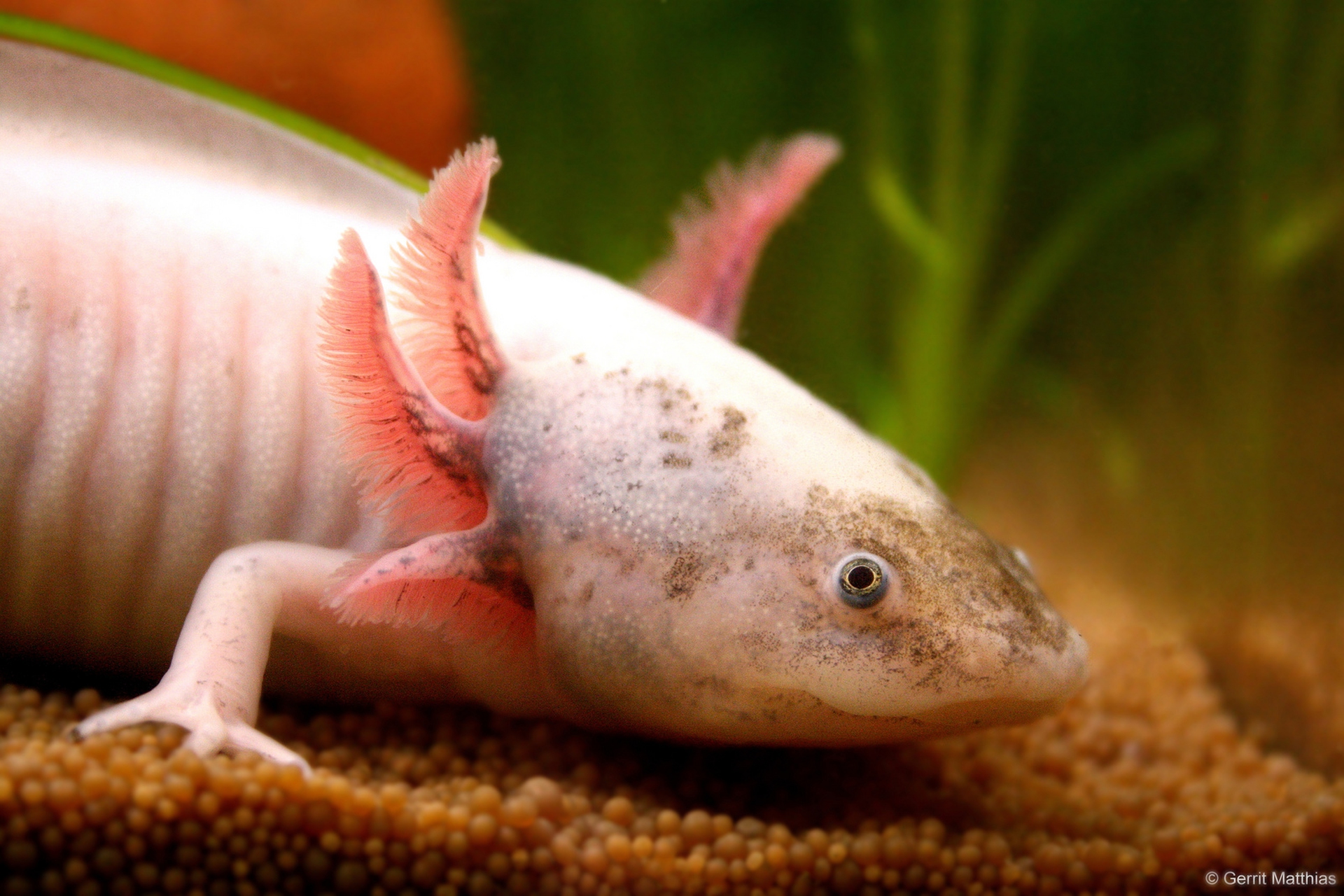 L'axolotl non ha niente da ridere