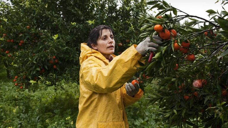 L'Italia ha una la legge contro il caporalato, ma spesso lo sfruttamento avviene all'estero © GettyImages
