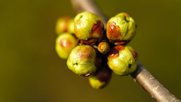 La preparazione casalinga dei gemmoderivati prevede un'attenzione particolare: scegliere il momento propizio per la raccolta della gemme, la macerazione, torchiatura, filtraggio. Il processo è lungo e difficile, il consiglio è di acquistare il prodotto da un erborista di fiducia. ©Ingimage
