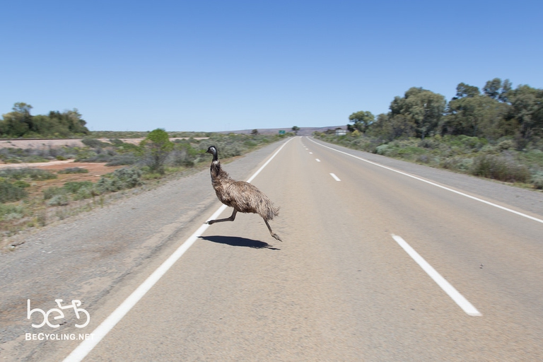 foto emu australia
