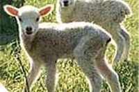 Per una Pasqua più gaia