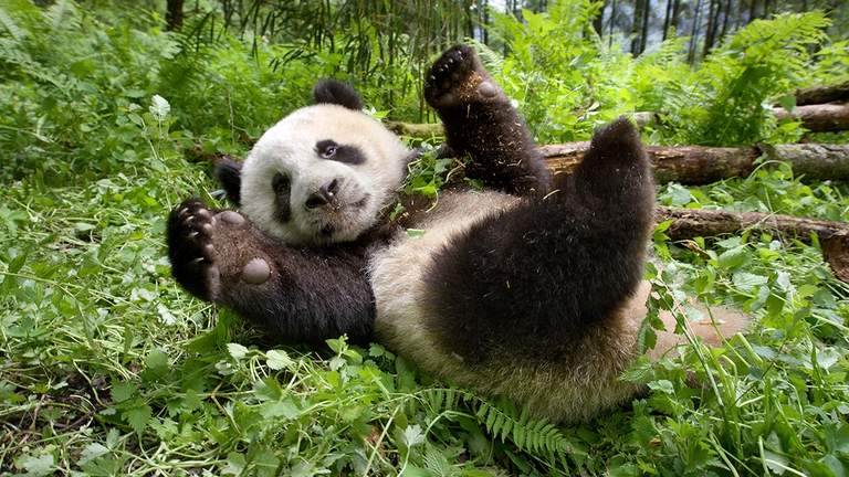 earth un giorno straordinario earth day koch media