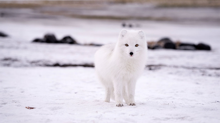 Ludovico Einaudi Climate space rassegna cinematografica