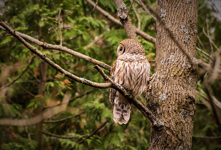 biodiversità nelle foreste