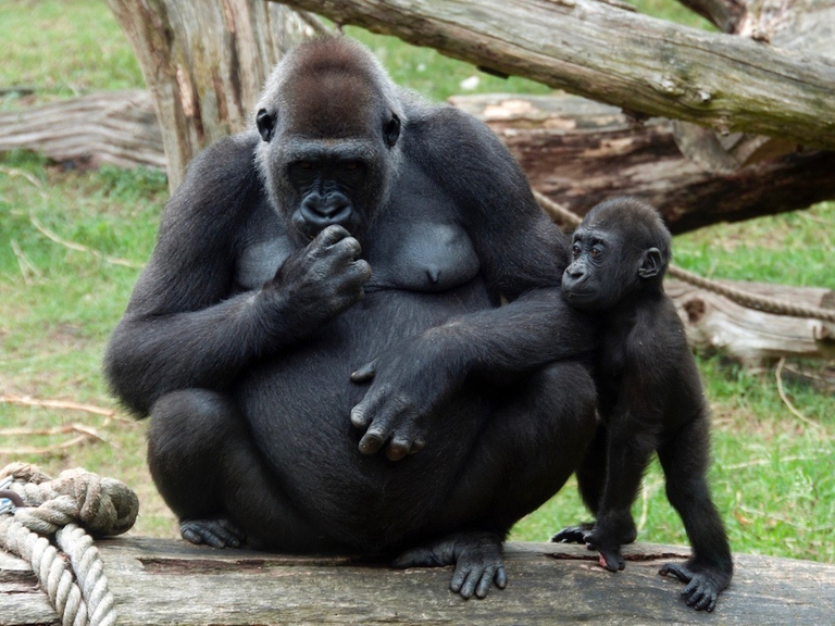 allattamento al seno negli ominidi