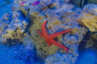 MuSea, il rinnovato museo vivo del mare