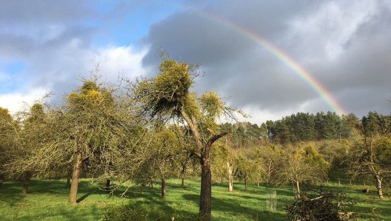 Traditional Orchard and Mistletoe