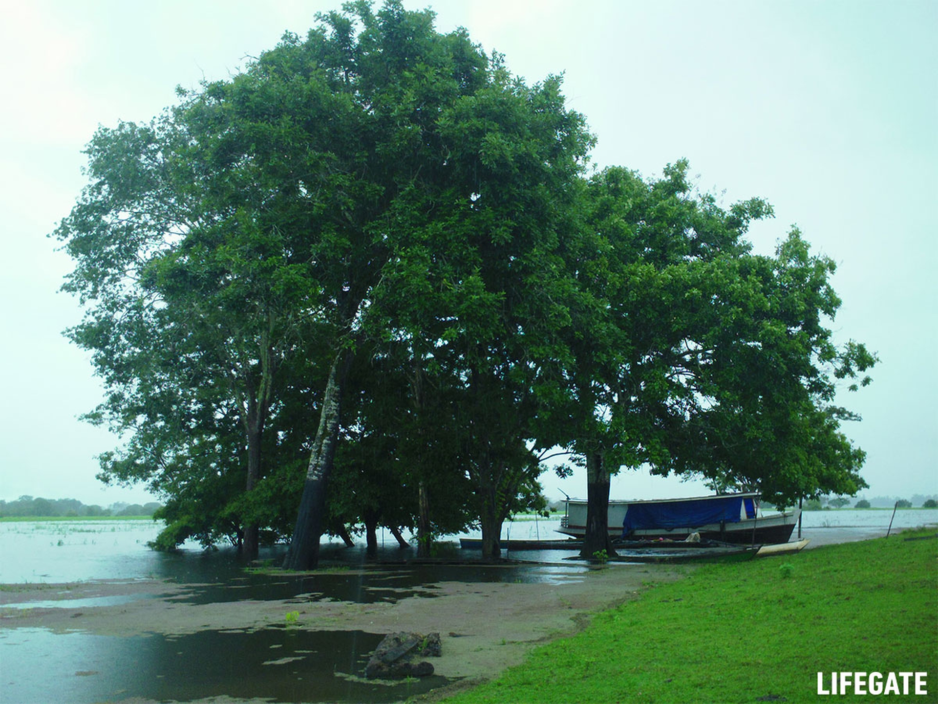 Foreste in piedi 2017