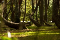 Perché c’è una foresta storta in Polonia
