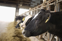 Metano, 15 aziende di carne e latticini ne emettono quanto l’Europa