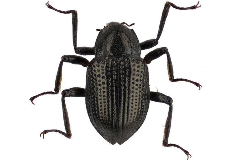 La nuova specie di scarabeo d’acqua scoperta nel Borneo