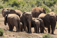 In Mozambico sempre più elefanti nascono senza zanne