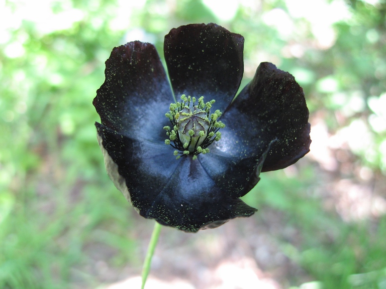 Fiore di papavero nero Evelina