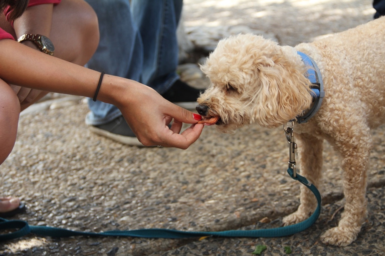 Come capire se il cane che non mangia è viziato con i consigli della