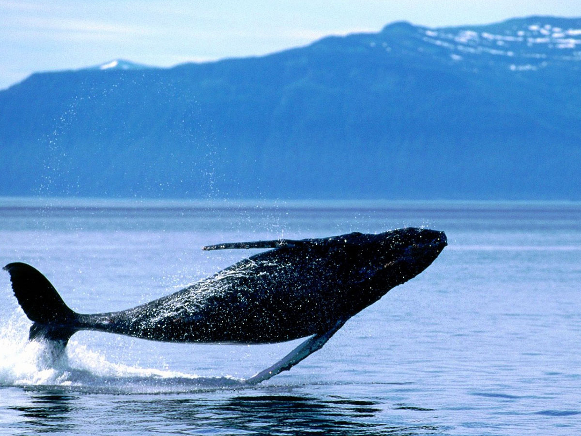 Il 13 febbraio è la Giornata mondiale delle balene