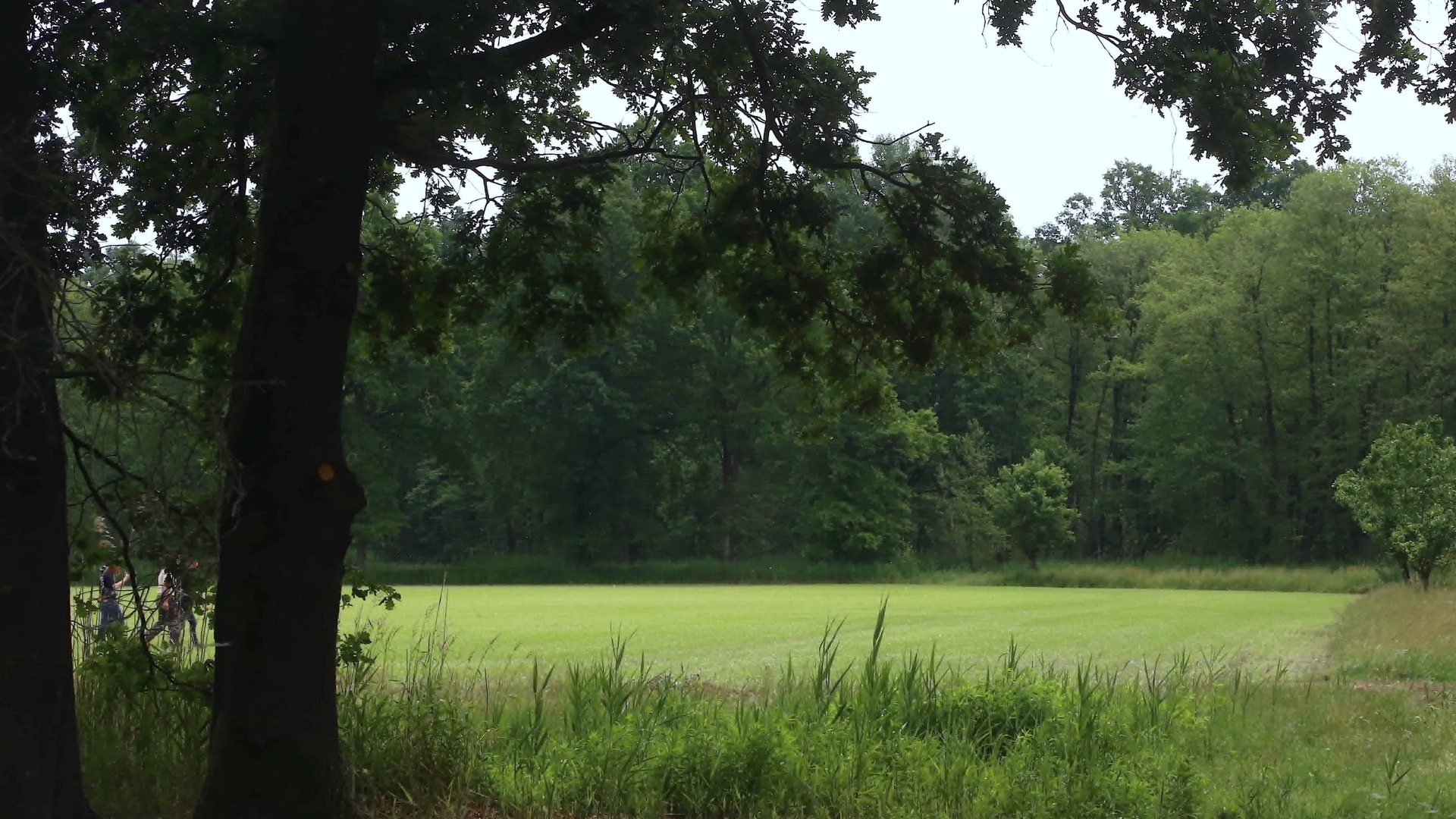 Una risaia tra i boschi e gli alberi da frutto © Beatrice Spagoni C