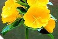 Oenothera, pianta ornamentale e medicinale