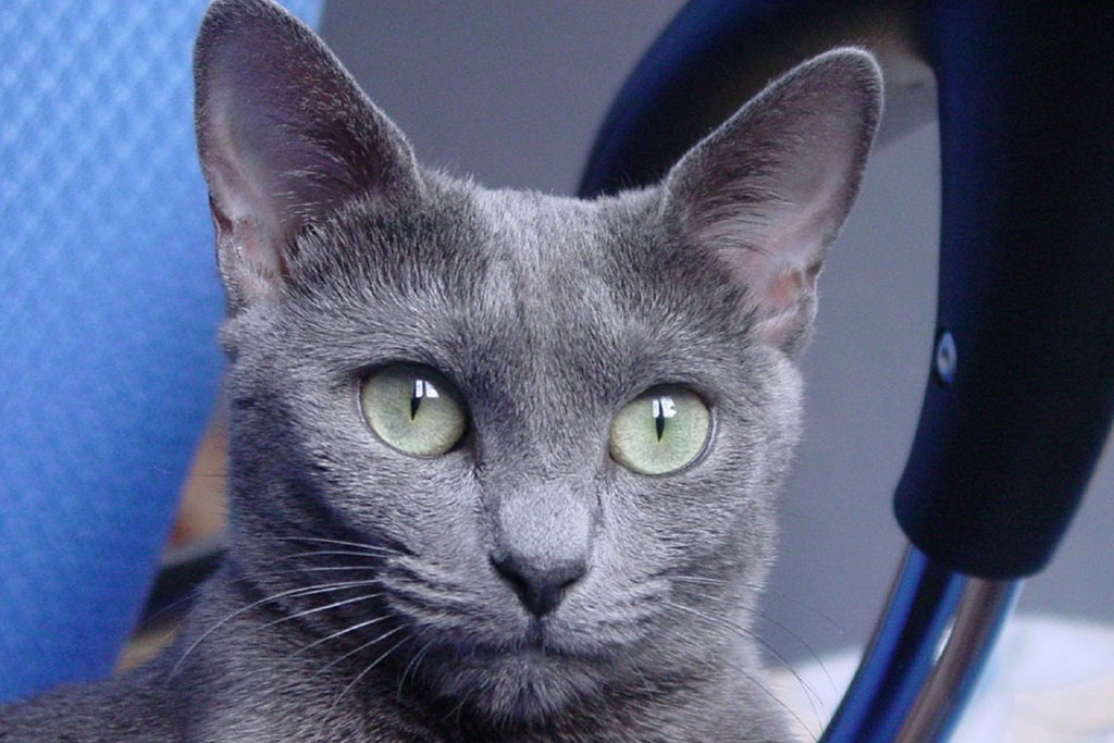 Blu di Russia, tutto sul gatto aristocratico che ama la compagnia dei propri simili LifeGate