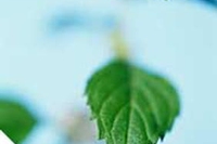 Verso la regolamentazione della Naturopatia