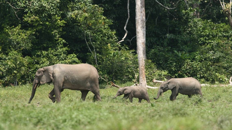 famiglia elefanti, africa