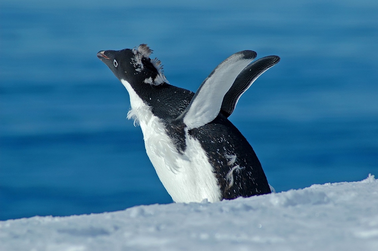 Esemplare di pinguino di Adelia in procinto di tuffarsi nelle acque antartiche