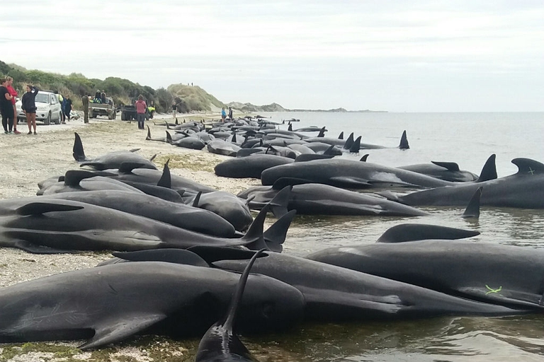 pilot whales new zealand